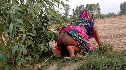 किसान गेहूं के भूसे की कटाई करने गया और हल करना शुरू कर दिया